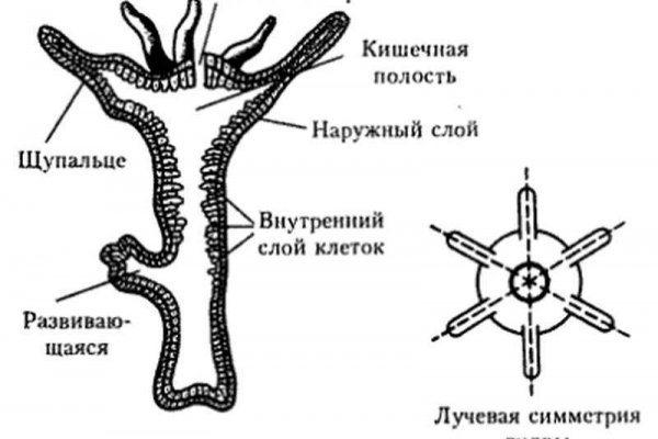 Ссылка кракен kr2web in