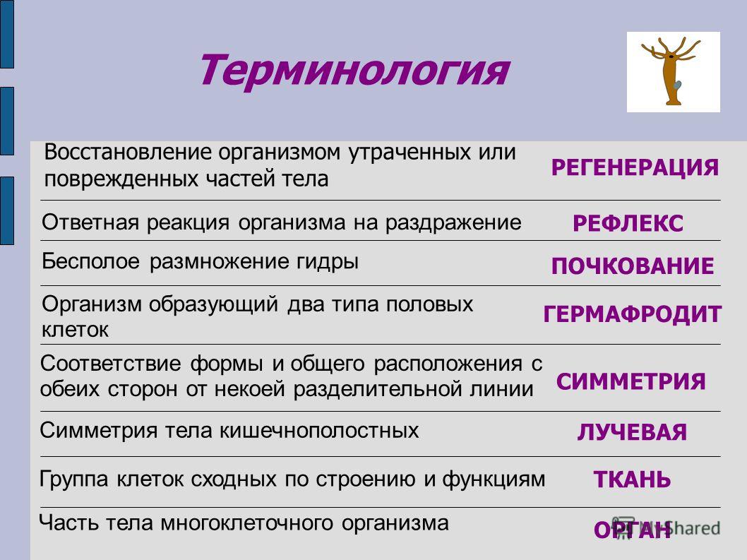 Ссылка на кракен тор магазин